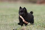 SCHIPPERKE 404